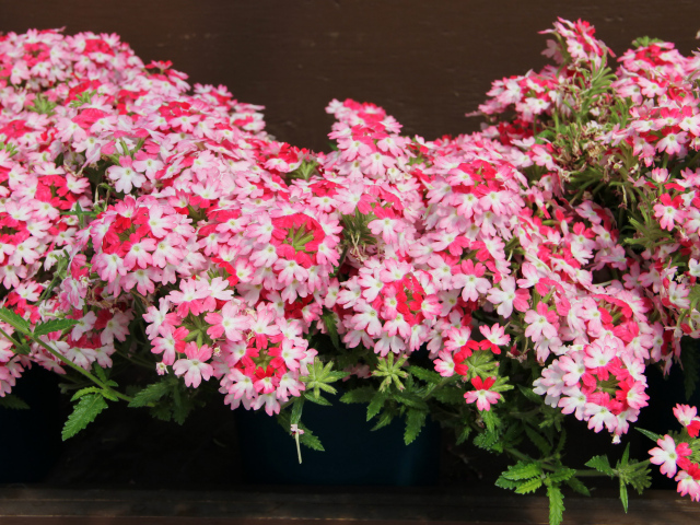 Нежные розовые цветы вербена крупным планом