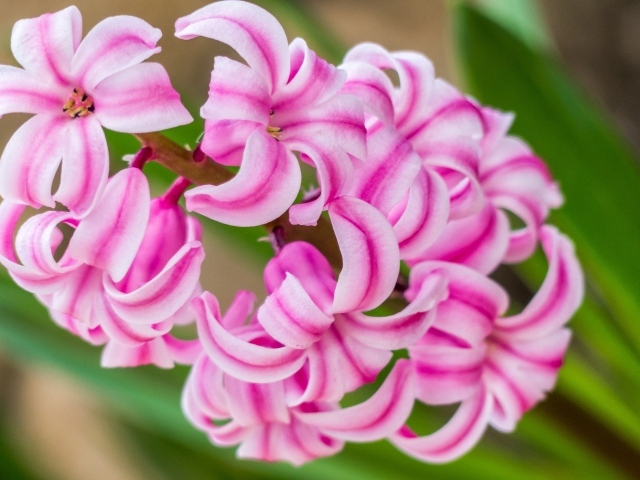 Нежный розовый цветок гиацинт 
