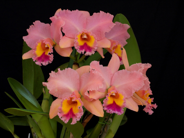 Нежные розовые орхидеи крупным планом на черном фоне