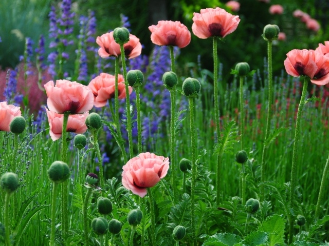 Нежные розовые маки в поле 