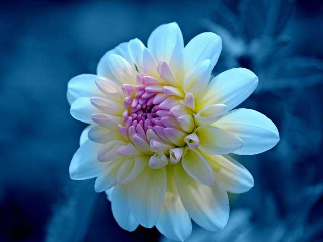 Нежная белая георгина с сиреневой серединкой крупным  планом