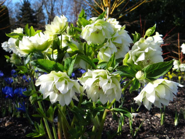 Нежный белый цветок морозник крупным планом