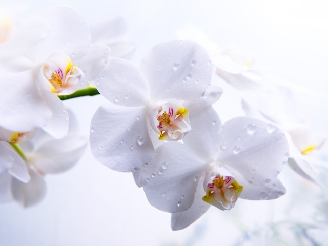 Нежная белая орхидея в капельках воды крупным планом