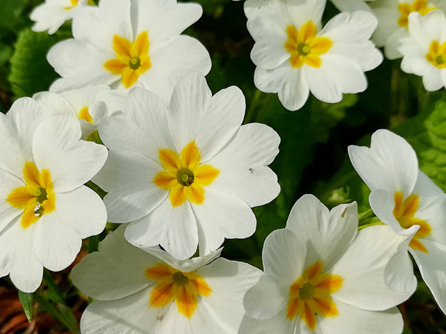 Нежные белые цветы примула 