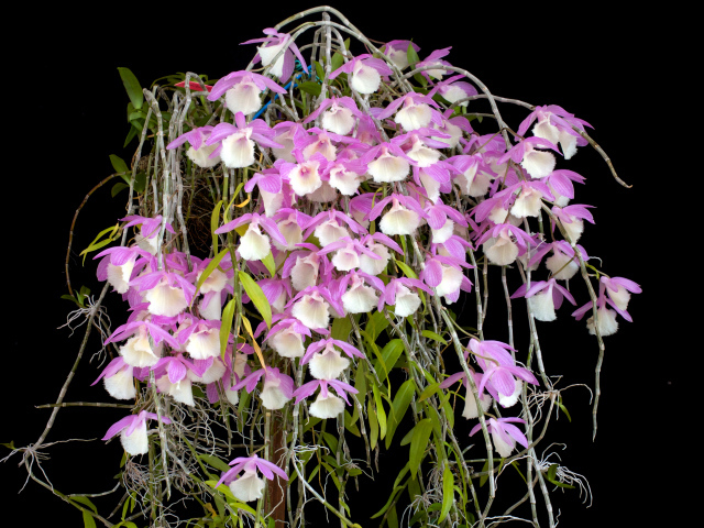 Экзотические розово-белые орхидеи на черном фоне