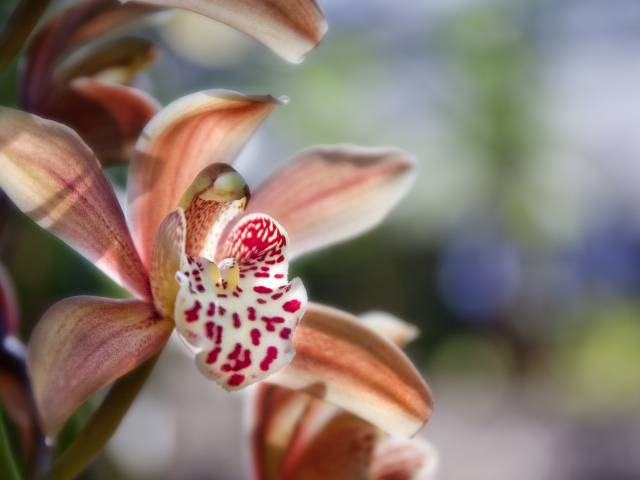 Экзотическая розовая орхидея крупным планом