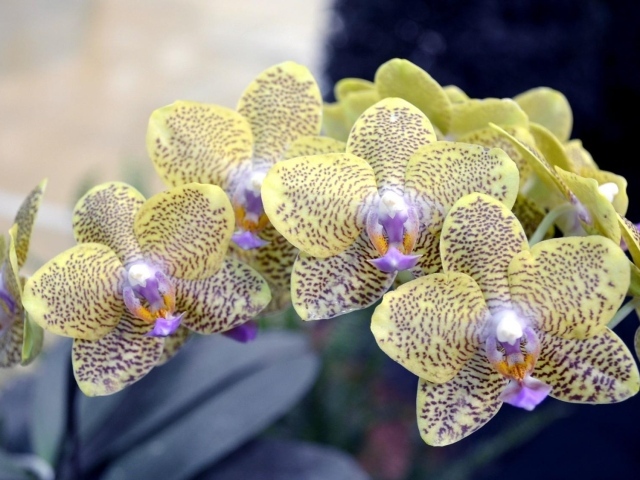 Экзотическая пятнистая ветка орхидеи