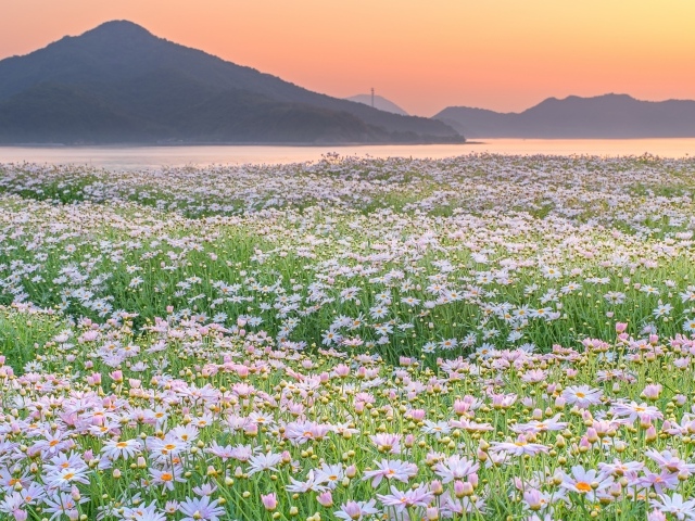 Поле ромашек на фоне гор 