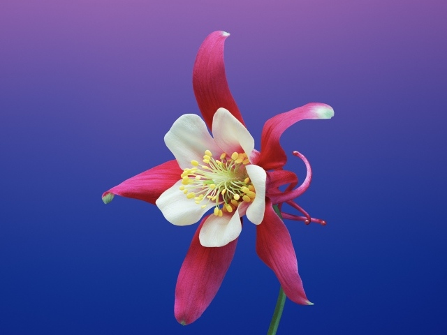 Цветок водосбор крупным планом на фиолетовом фоне