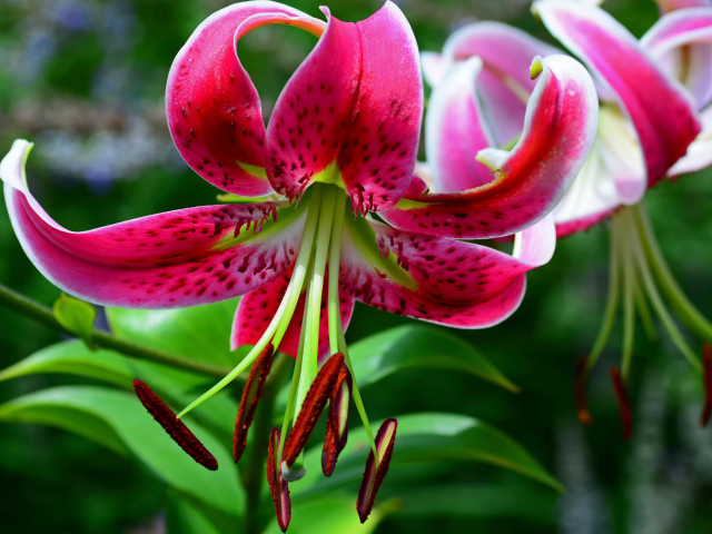 Цветок розовой лилии крупным планом 