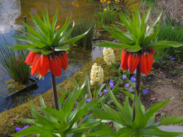 Цветы рябчики и гиацинты у водоема