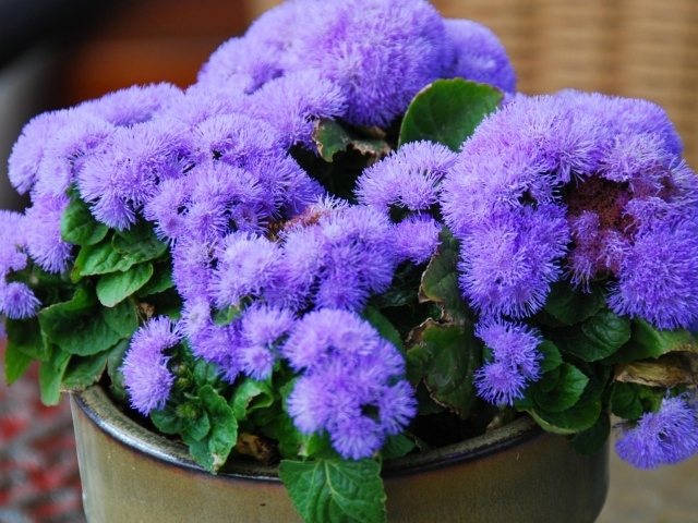 Пушистый сиреневый комнатный цветок  агератум в горшке