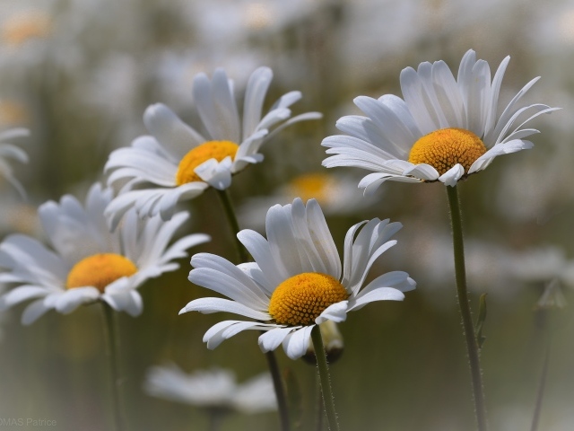 Четыре нежных белых ромашки