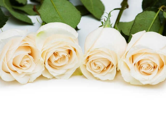 Четыре нежных белых розы на белом фоне