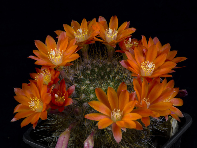 Зеленый цветущий оранжевыми цветами кактус на черном фоне