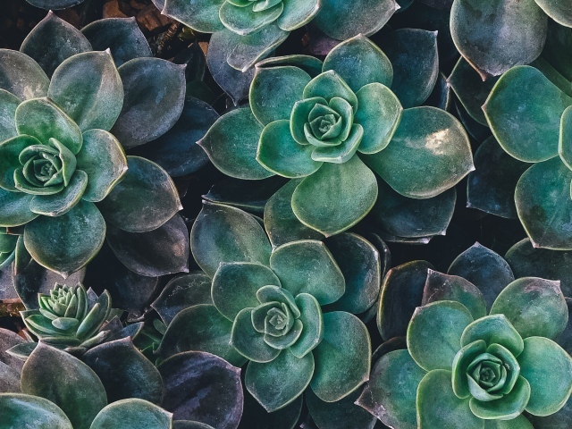 Зеленые цветы эхеверия крупным планом