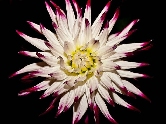 Крупная белая георгина  на черном фоне 