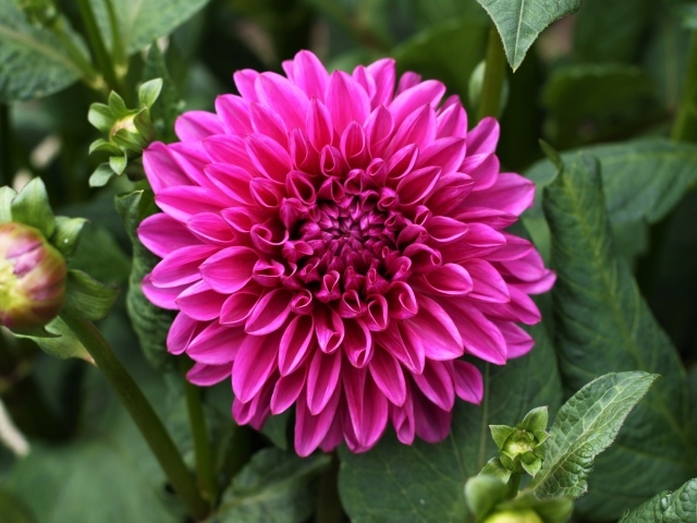 Крупный красивый розовый цветок георгина