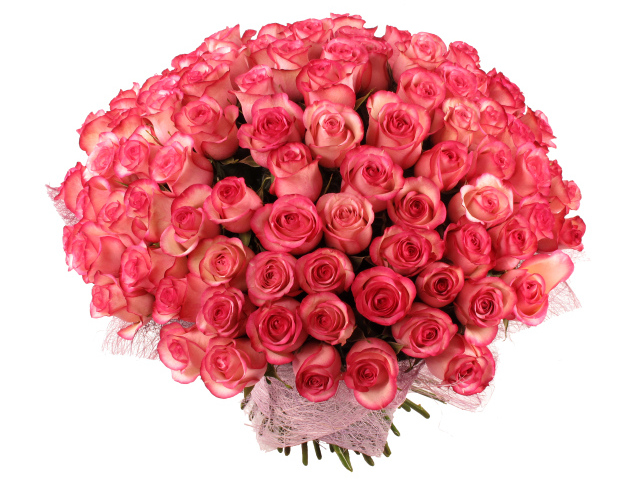 Большой букет нежных розовых роз на белом фоне