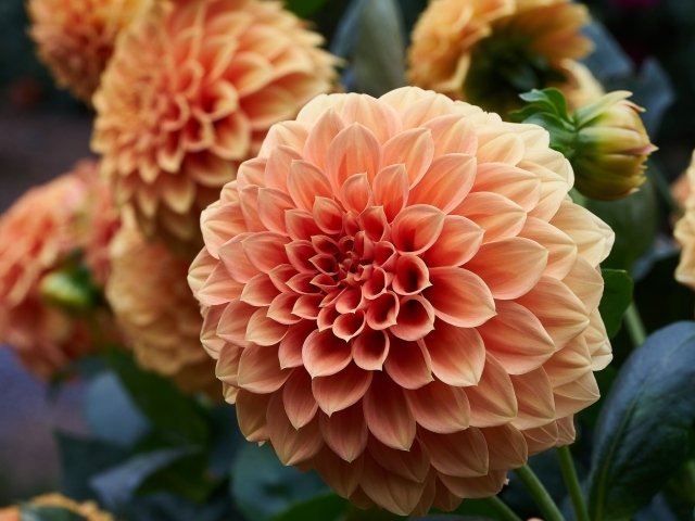 Крупный цветок георгин кремового цвета 