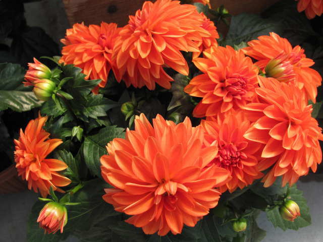 Большие оранжевые георгины крупным планом