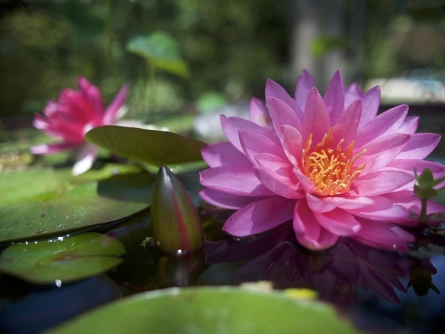 Большая розовая кувшинка с бутонами в воде