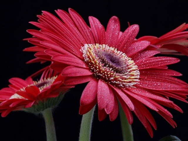 Крупная красная гербера с капельками воды на лепестках