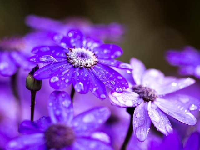 Сиреневые садовые цветы в каплях росы