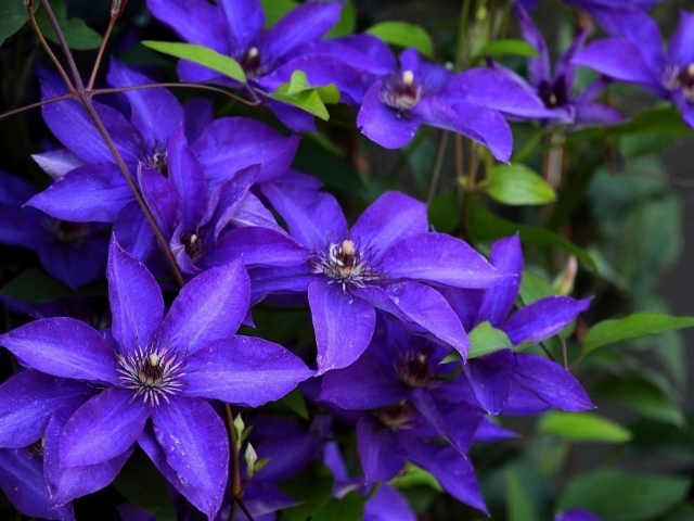 Сиреневый цветущий клематис крупным планом