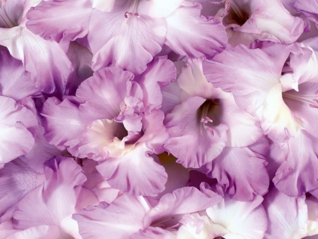 Сиреневые цветы гладиолусы крупным планом 