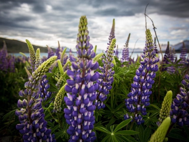 Сиреневые цветы люпины под пасмурным небом 