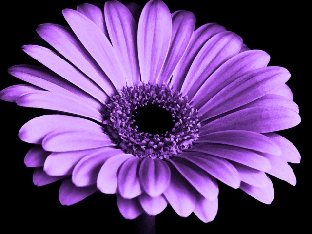 Сиреневая гербера на черном фоне крупным планом