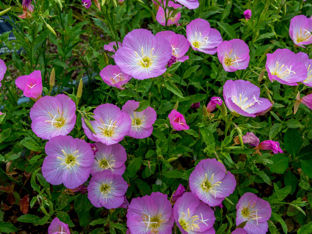 Сиреневые летние цветы крупным планом 