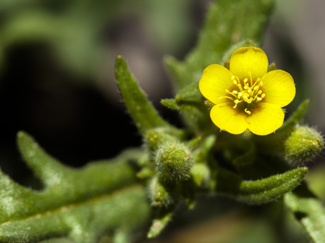 Маленький желтый цветок Mentzelia micrantha крупным планом