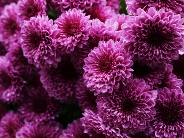 Пышные сиреневые хризантемы 