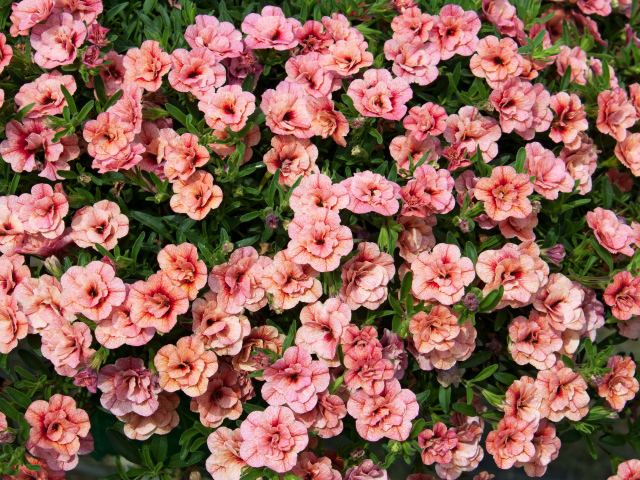 Много розовых цветов калибрахоа