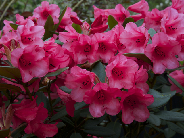 Много розовых цветов рододендрона крупным планом