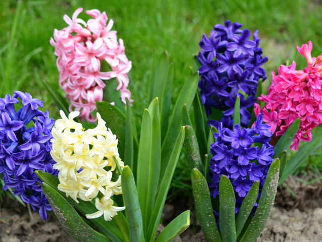 Разноцветные гиацинты на клумбе 