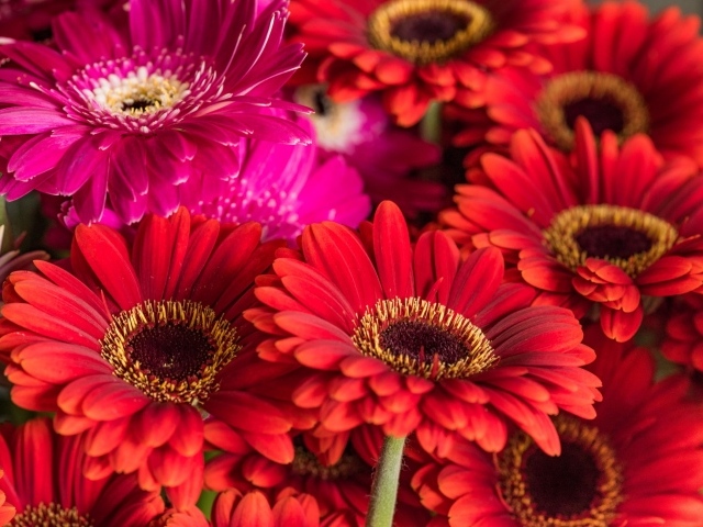 Разноцветные красивые  цветы герберы