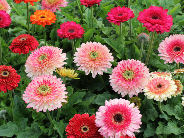 Разноцветные нежные герберы на клумбе