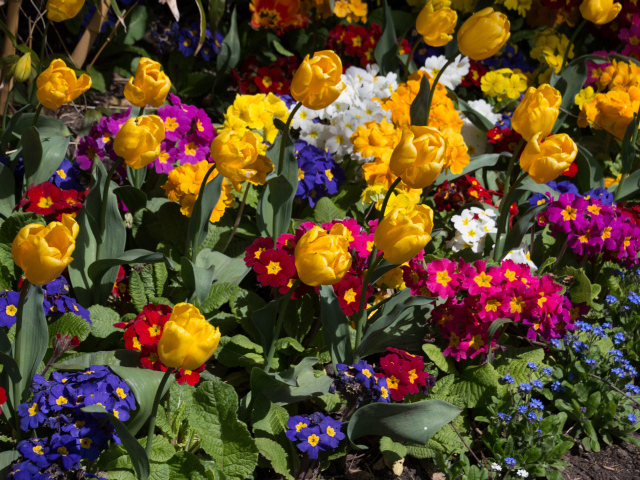 Разноцветные цветы примула и тюльпаны на клумбе