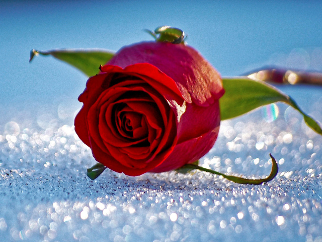 Одна красная роза лежит на горошинах снега 