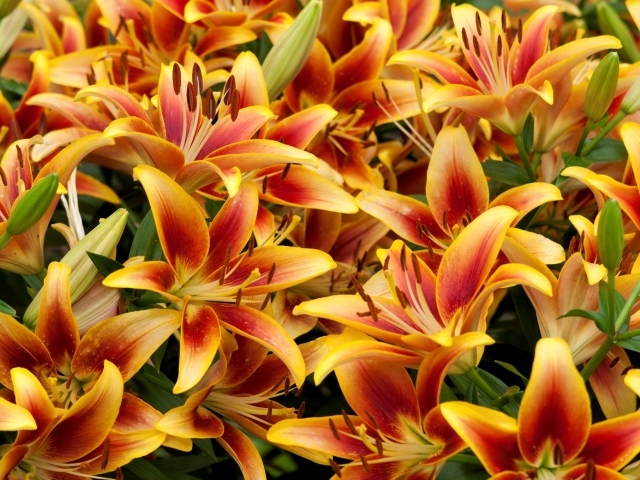 Оранжевые красивые лилии крупным планом