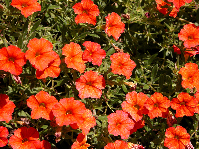 Оранжевые цветы калибрахоа крупным планом
