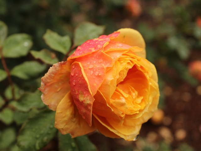 Оранжевая садовая роза в капельках росы
