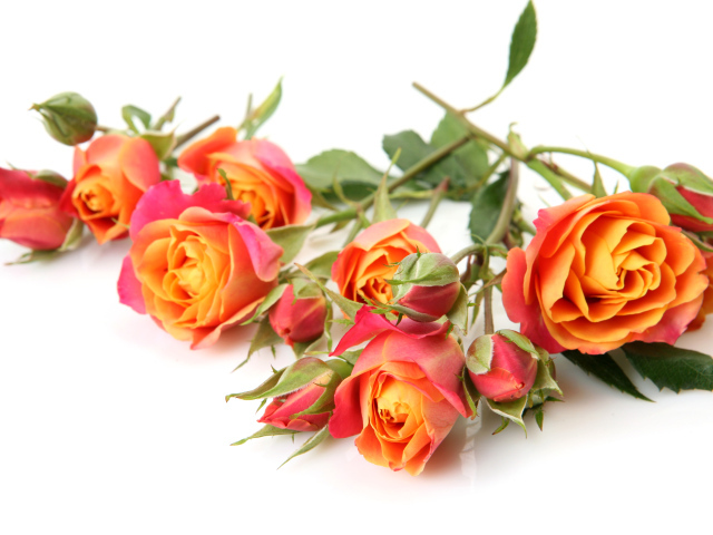 Оранжевые розы с бутонами на белом фоне крупным планом