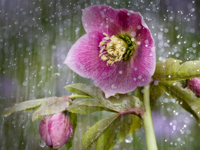 Розовый цветок анемона под дождем 
