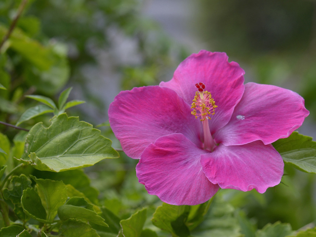 Розовый цветок гибискуса крупным планом 