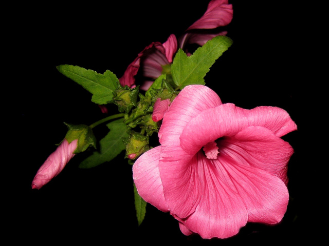 Розовые цветы мальва крупным планом на черном фоне 