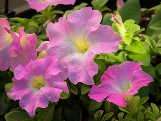 Цветы петуния розового цвета крупным планом